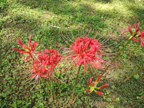 Tiny photo for 3132 Lookout Trail, Tallahassee, FL 32309 (MLS # 391772)