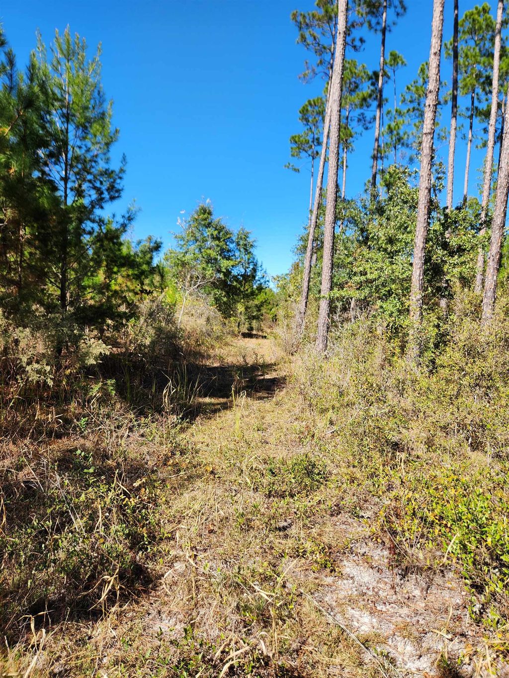 Photo of 18193 NW 18193 NW PONDEROSA Trail, Bristol, FL 32321 (MLS # 393186)