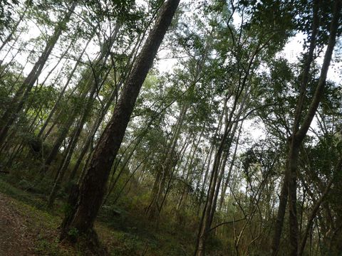 Tiny photo for xxx Thomasville Road, Tallahassee, FL 32312 (MLS # 383289)