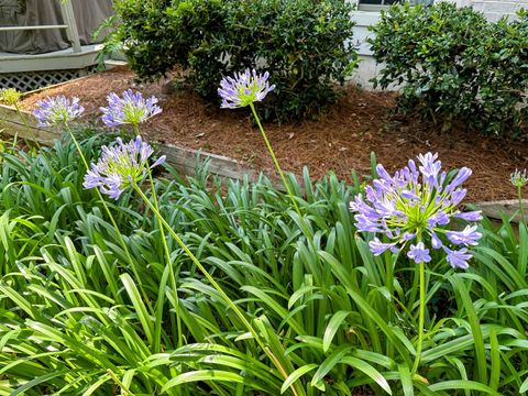 Tiny photo for 2224 Glenwood Lane, Tallahassee, FL 32308 (MLS # 387637)