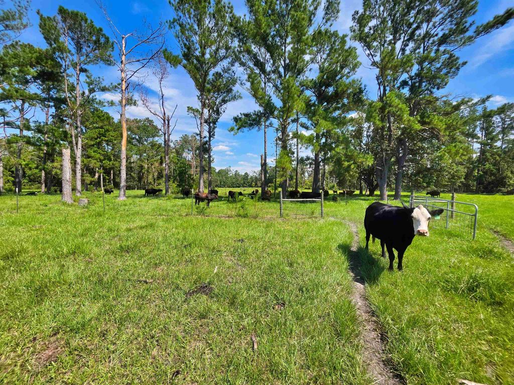 Photo of 183 SW Jim Clark Road, Madison, FL 32340 (MLS # 390737)