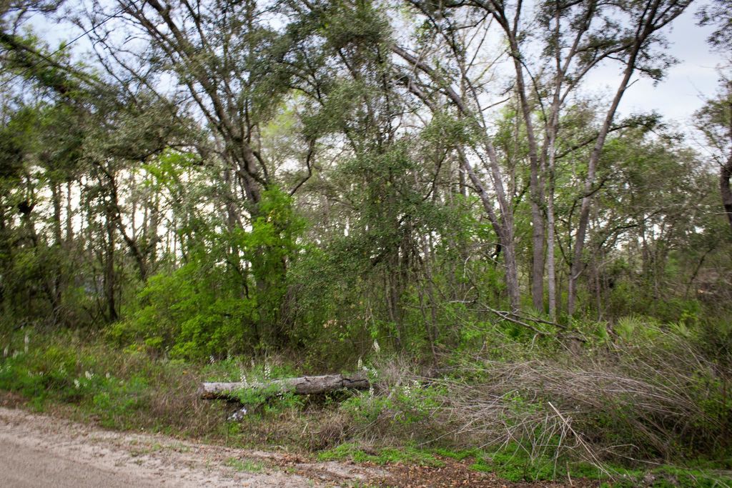 Photo of 245 NE EAST PEPPERMINT Trail, Pinetta, FL 32350 (MLS # 397470)