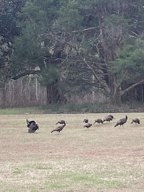 Tiny photo for 9006 Chayes Lane, Tallahassee, FL 32309 (MLS # 388845)