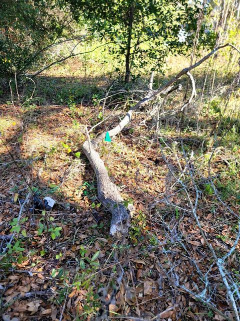 Photo of 842 Ridge Road, Tallahassee, FL 32305 (MLS # 394762)