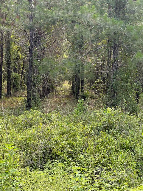 Tiny photo for 0000 NW US 221 N Highway, Greenville, FL 32331 (MLS # 401537)