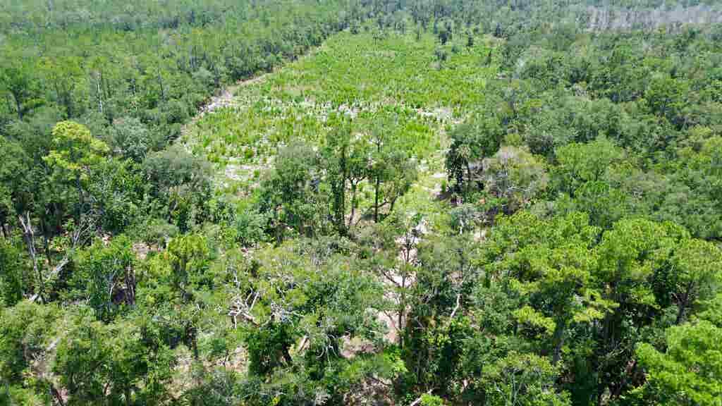 Photo of Vacant W US HWY 98, Lamont, FL 32336 (MLS # 402847)