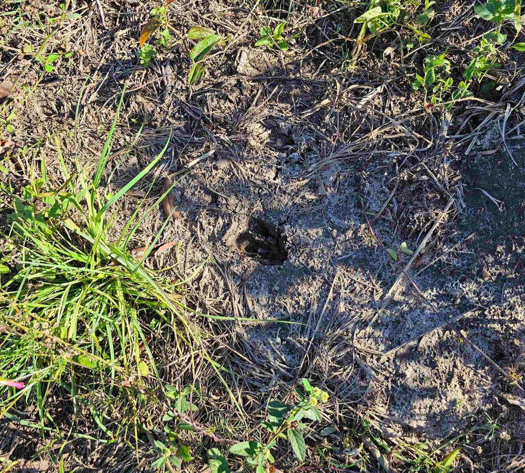 Photo of XXX Hosford Highway, Quincy, FL 32351 (MLS # 390111)