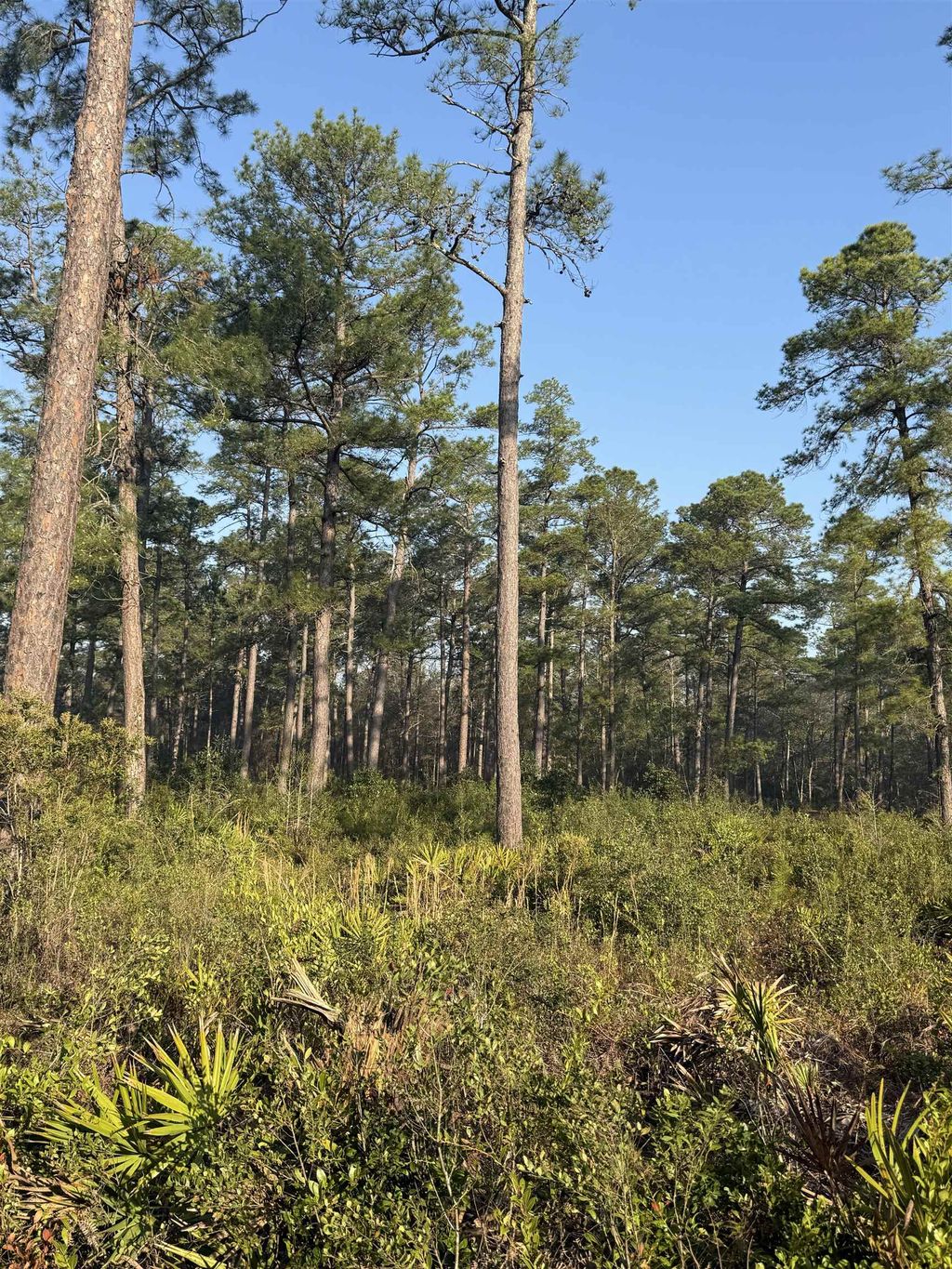 Photo of Lot 81 Proctor Road, Tallahassee, FL 32309 (MLS # 397552)