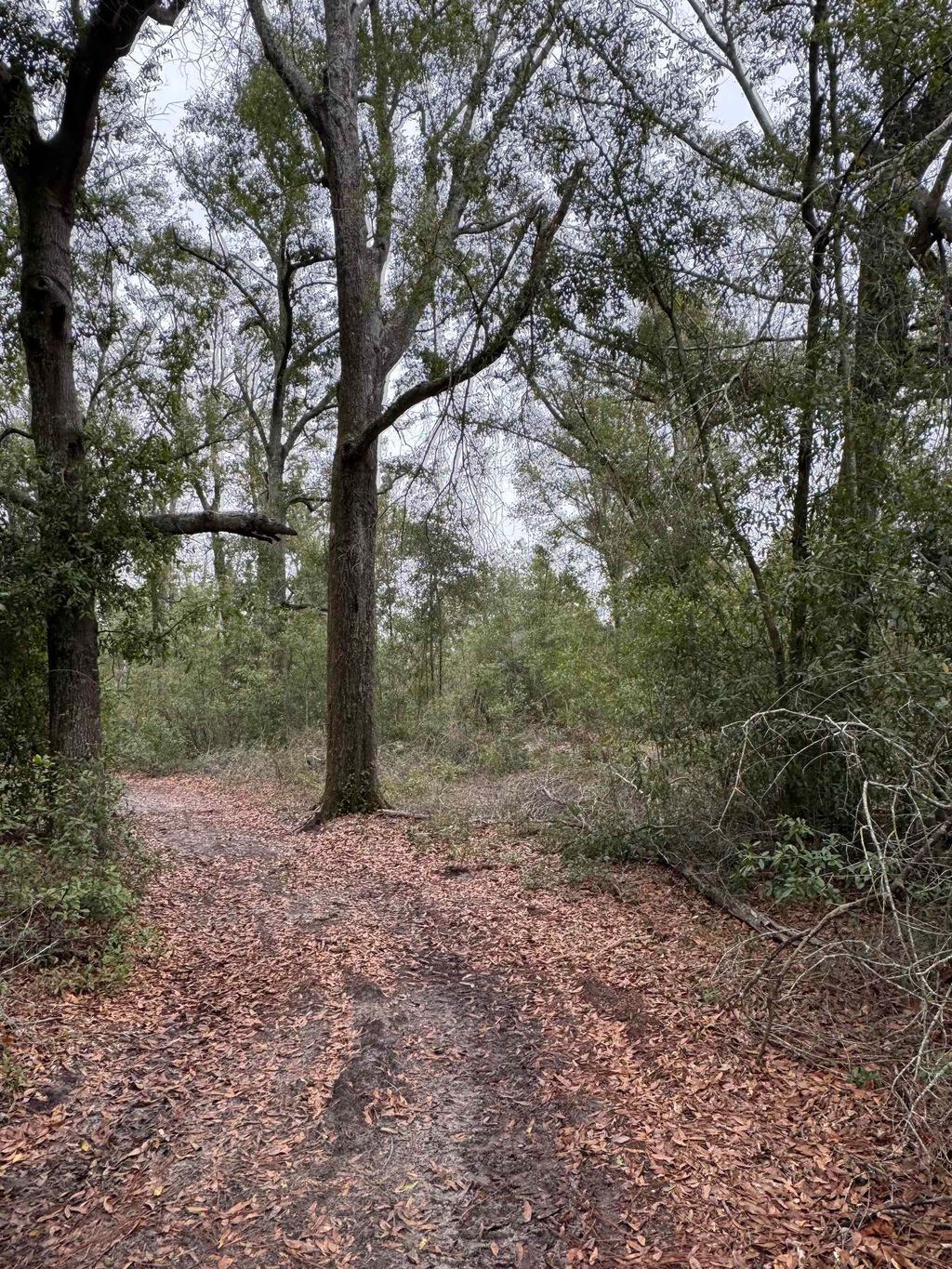 Photo of Parcel 6 E US 90 Highway, Lee, FL 32059 (MLS # 394612)