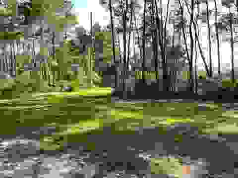 Tiny photo for xxx Peggy Lane, Carrabelle, FL 32322 (MLS # 401495)