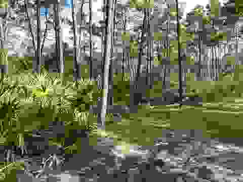 Tiny photo for xxx Peggy Lane, Carrabelle, FL 32322 (MLS # 401495)