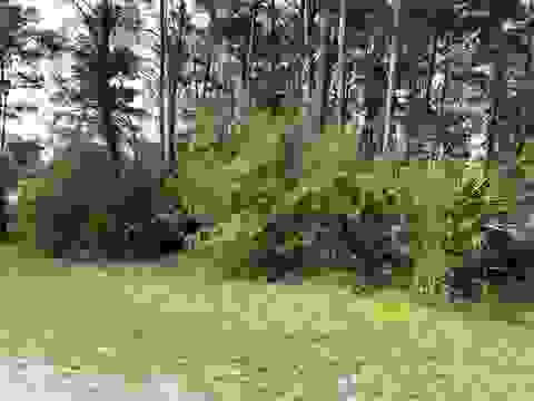Tiny photo for xxx Peggy Lane, Carrabelle, FL 32322 (MLS # 401495)