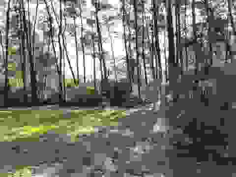 Tiny photo for xxx Peggy Lane, Carrabelle, FL 32322 (MLS # 401495)