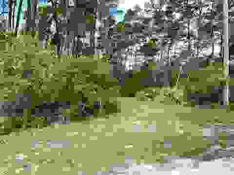 Tiny photo for xxx Peggy Lane, Carrabelle, FL 32322 (MLS # 401495)