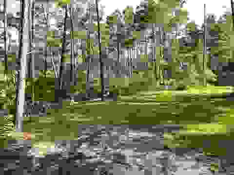 Tiny photo for xxx Peggy Lane, Carrabelle, FL 32322 (MLS # 401495)