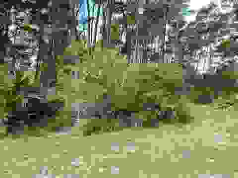 Tiny photo for xxx Peggy Lane, Carrabelle, FL 32322 (MLS # 401495)