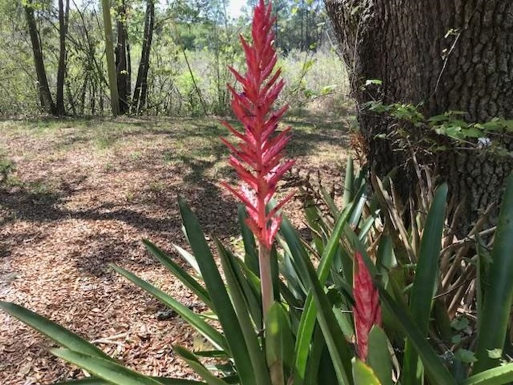 Photo of 12 Lake Essay Drive, Panacea, FL 32346 (MLS # 397896)