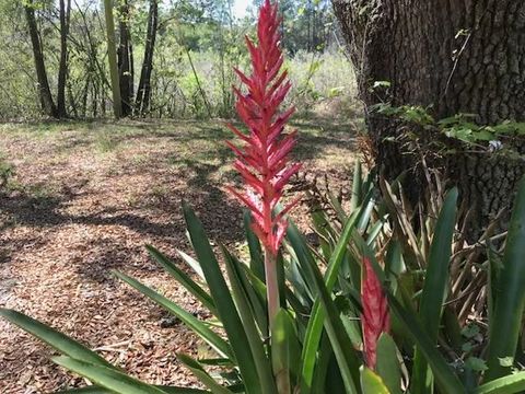 Tiny photo for 12 Lake Essay Drive, Panacea, FL 32346 (MLS # 397896)