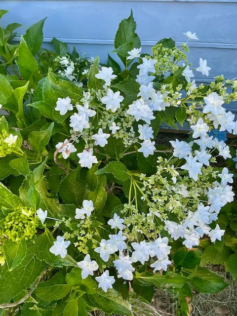 Tiny photo for 5024 Pimlico Drive, Tallahassee, FL 32309 (MLS # 396835)