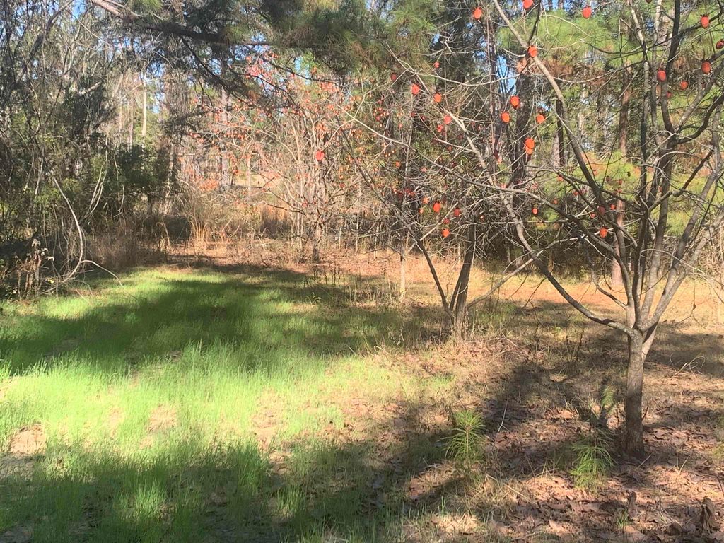 Photo of 1701 SW Moseley Hall Road, Madison, FL 32340 (MLS # 396727)