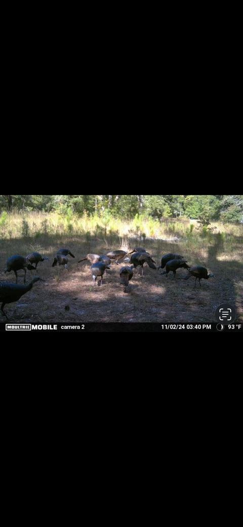 Tiny photo for xxx Tucker Springs Road, Sopchoppy, FL 32358 (MLS # 398122)