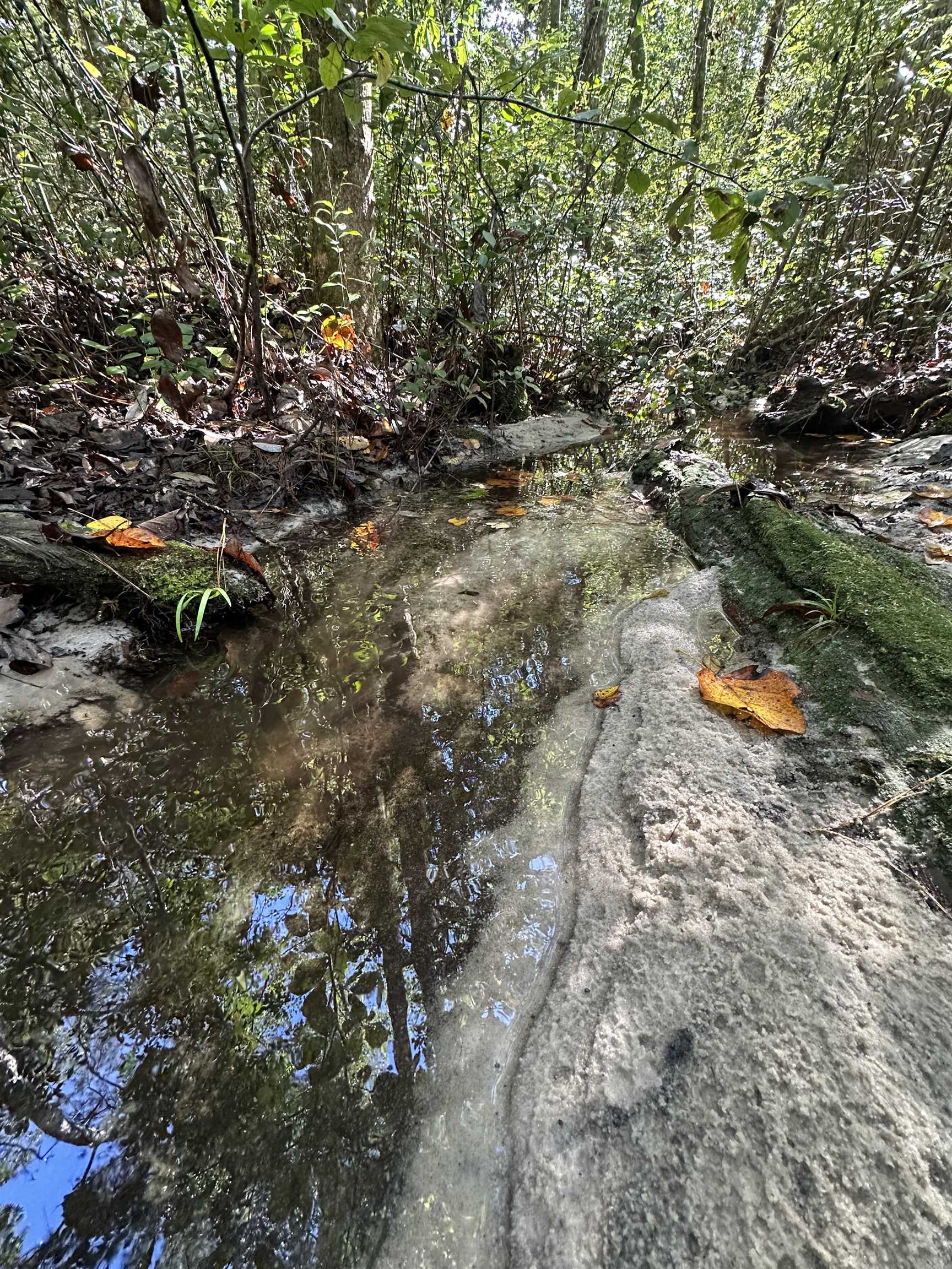 293 hummingbird Lane