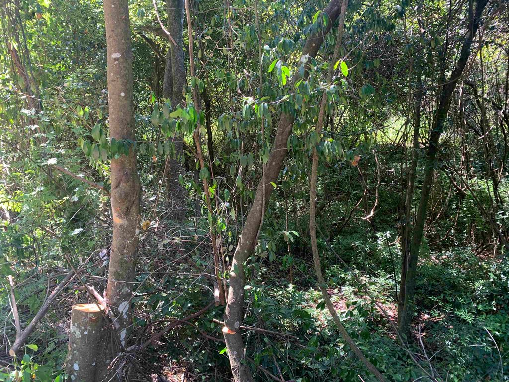 Photo of 0 Buck Lake Road, Tallahassee, FL 32317 (MLS # 391029)