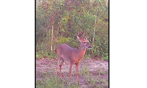 Tiny photo for 22962 144th Street, Live Oak, FL 32060 (MLS # 397819)