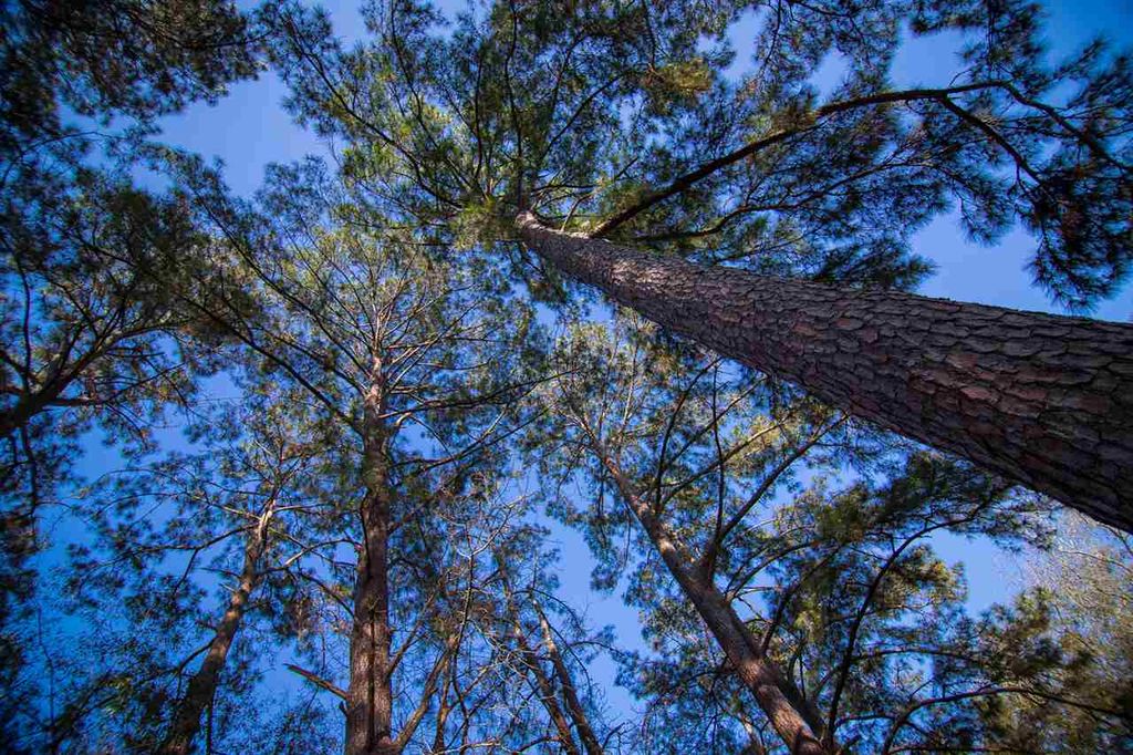 Photo of 329 Mabry Mabry Street #D, Tallahassee, FL 32304 (MLS # 395481)