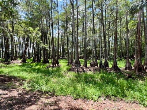 Tiny photo for 3540 CYPRESS HAWK LN LN, Tallahassee, FL 32310 (MLS # 401878)