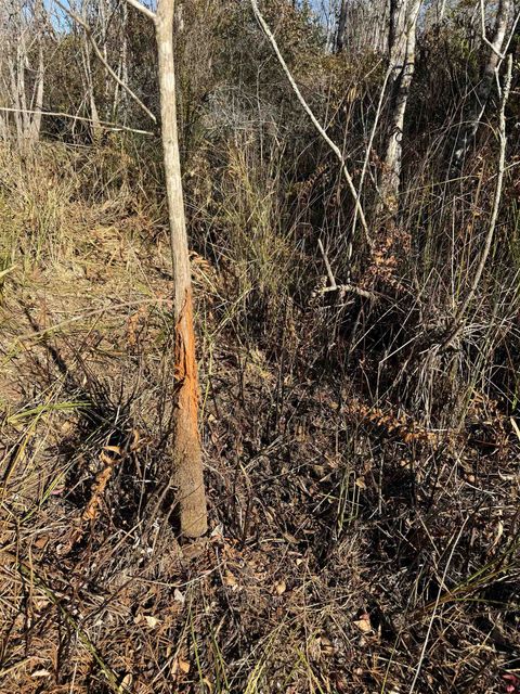 Tiny photo for 652 NW Flowers Road, Madison, FL 32340 (MLS # 398721)