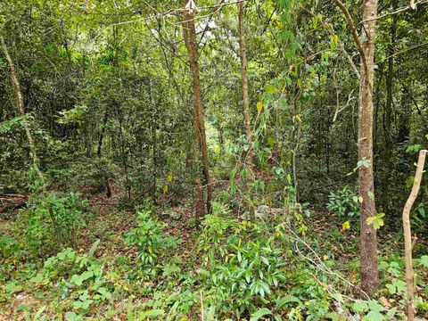 Tiny photo for 2023 Dennis Street, Tallahassee, FL 32308 (MLS # 375163)