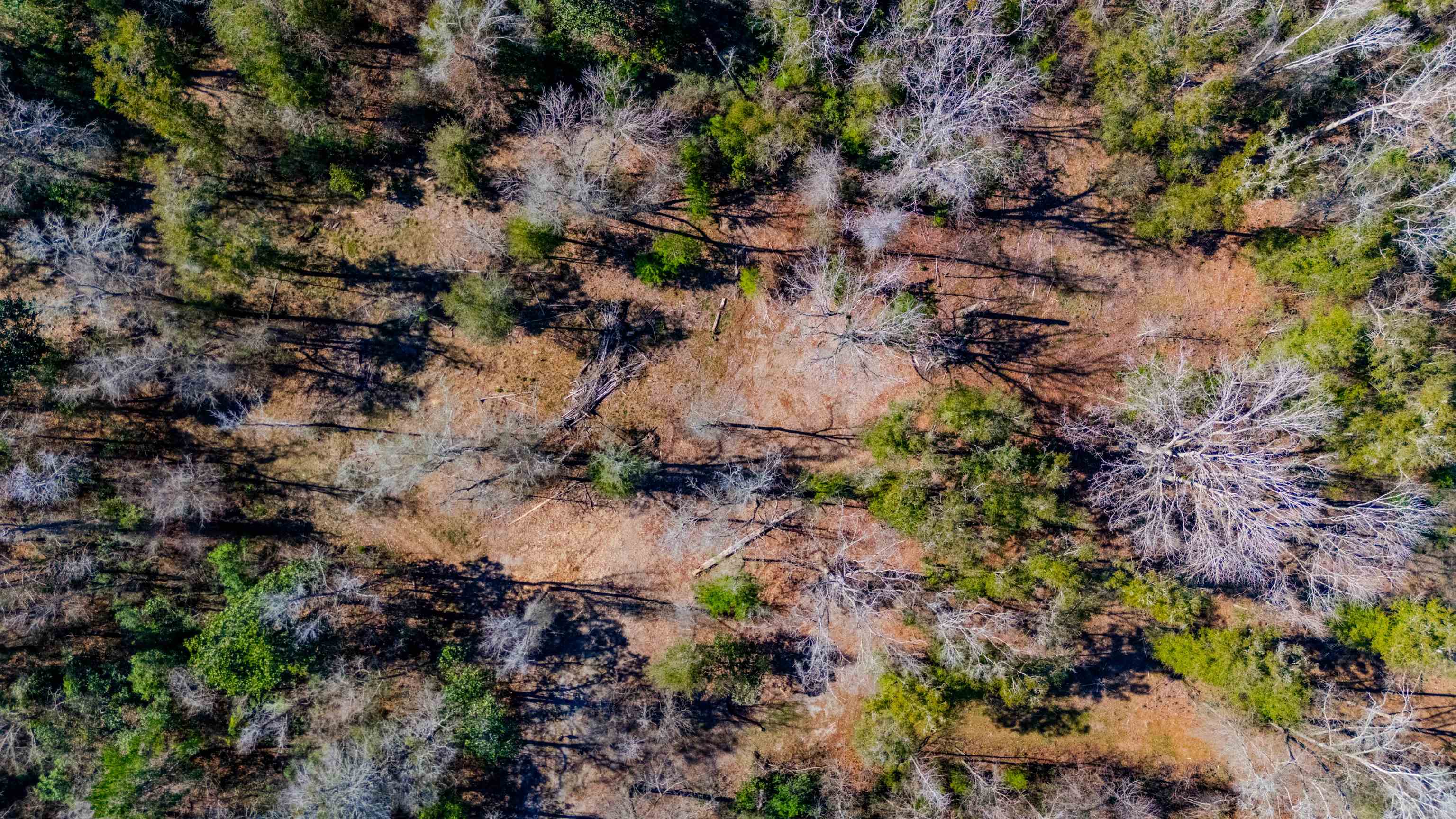 20 ac OLD TOWN HAMMOCK Lane