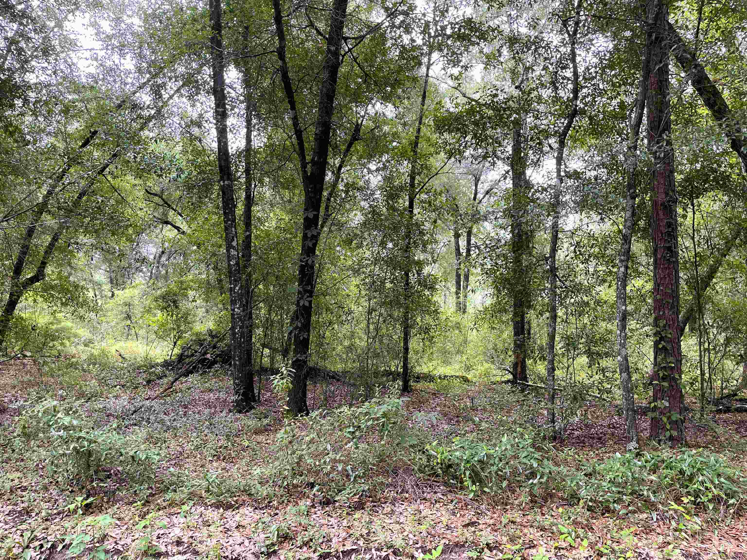 497 McPhaul Road