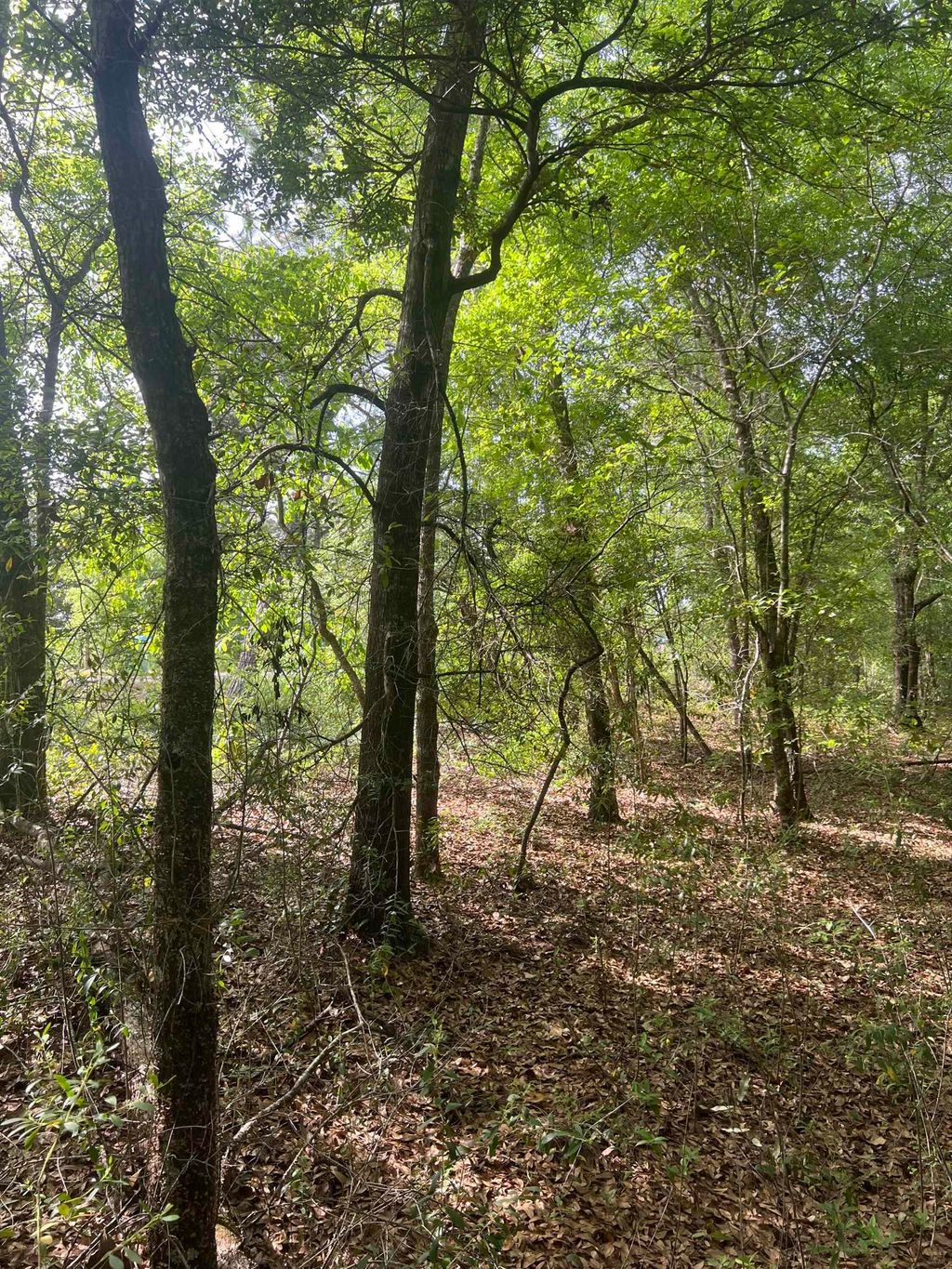 Photo of 0 S Oak Road, Chattahoochee, FL 32324 (MLS # 389953)