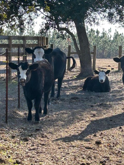Tiny photo for 1752 SE ROGERS SINK Road, Madison, FL 32340 (MLS # 399349)