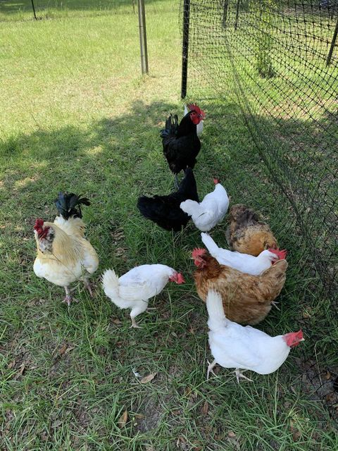 Tiny photo for 1752 SE ROGERS SINK Road, Madison, FL 32340 (MLS # 399349)
