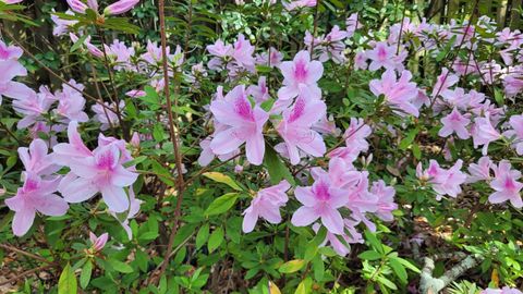 Tiny photo for 1363 HIDDEN TIMBERS Place, Tallahassee, FL 32312 (MLS # 397838)