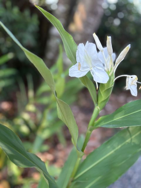 Tiny photo for 1363 HIDDEN TIMBERS Place, Tallahassee, FL 32312 (MLS # 397838)