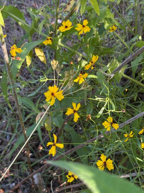 Tiny photo for 1363 HIDDEN TIMBERS Place, Tallahassee, FL 32312 (MLS # 397838)