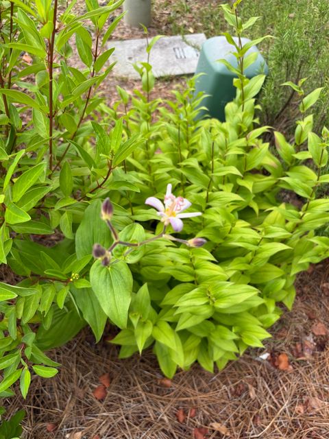 Tiny photo for 1363 HIDDEN TIMBERS Place, Tallahassee, FL 32312 (MLS # 397838)