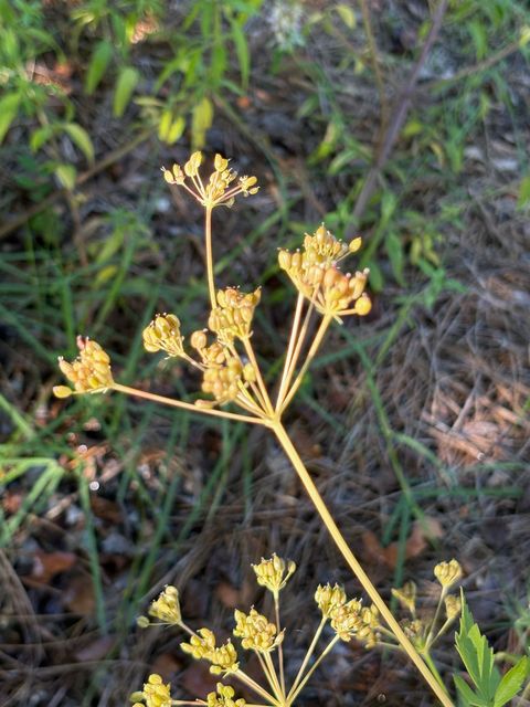 Tiny photo for 1363 HIDDEN TIMBERS Place, Tallahassee, FL 32312 (MLS # 397838)