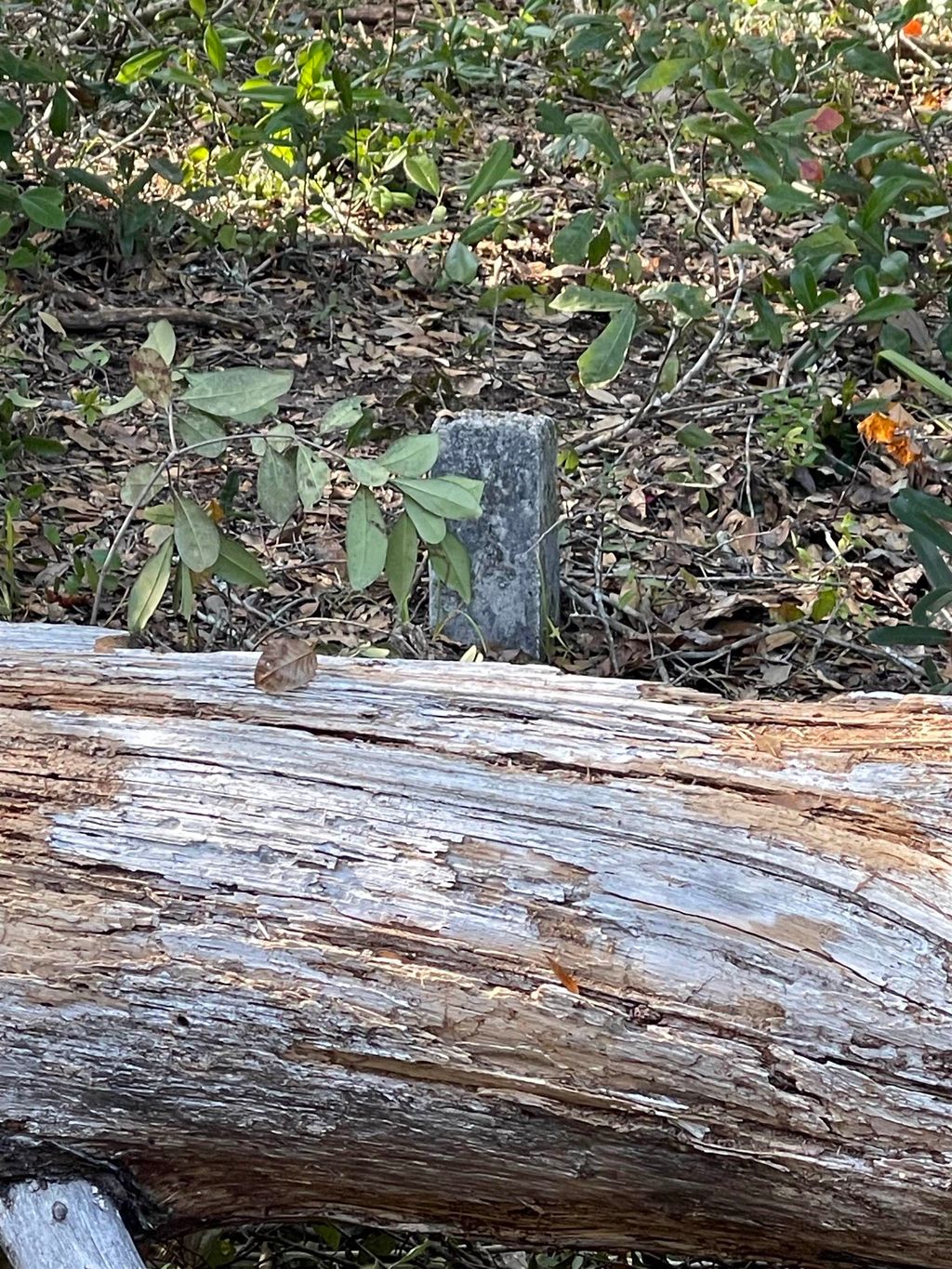 Photo of 596 Mariner Circle Cir, Alligator Point, FL 32346 (MLS # 393162)