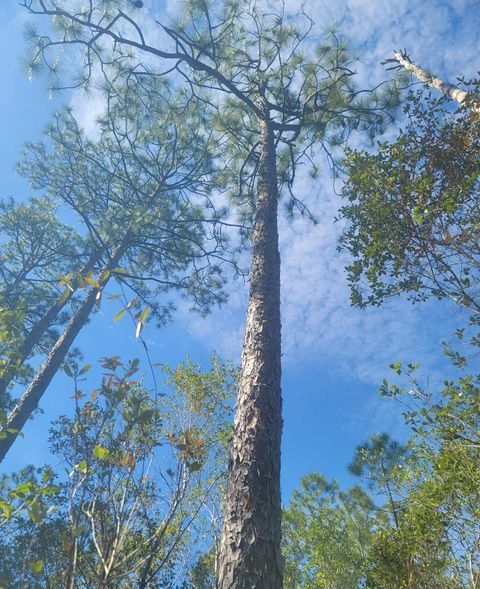 Photo of 0 Smith Creek Road, Tallahassee, FL 32310 (MLS # 397716)