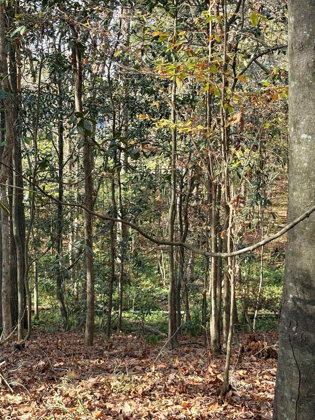 Photo of Quail Roost Dr., Quincy, FL 32352 (MLS # 393643)