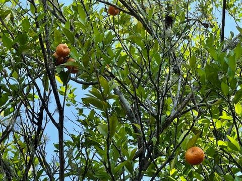 Tiny photo for 16437 NW County Road 12, Bristol, FL 32321 (MLS # 397992)