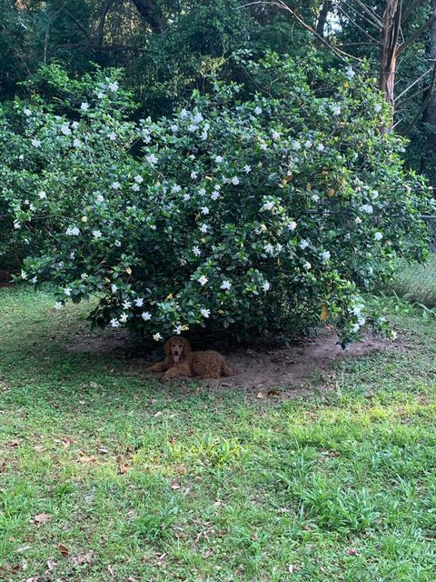 Tiny photo for 817 Alliegood Avenue, Tallahassee, FL 32303 (MLS # 398237)