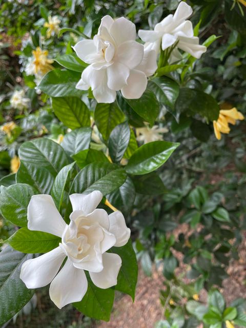 Tiny photo for 817 Alliegood Avenue, Tallahassee, FL 32303 (MLS # 398237)