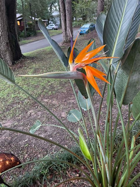 Tiny photo for 817 Alliegood Avenue, Tallahassee, FL 32303 (MLS # 398237)