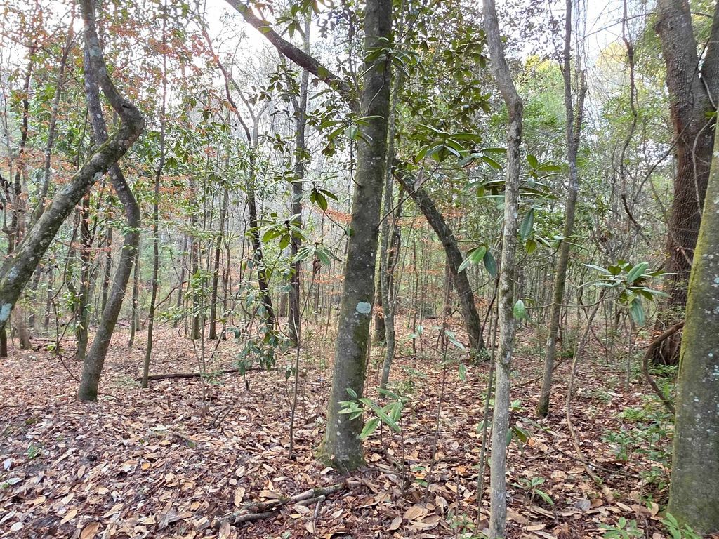 Photo of Williams Landing Road #Lots 25,26,27,28,29, Tallahassee, FL 32310 (MLS # 392385)